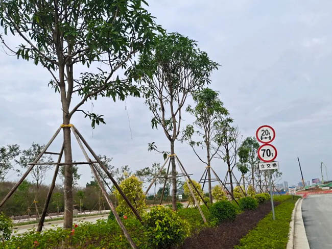 正陽西路改擴建項目交通標志標牌安裝完成